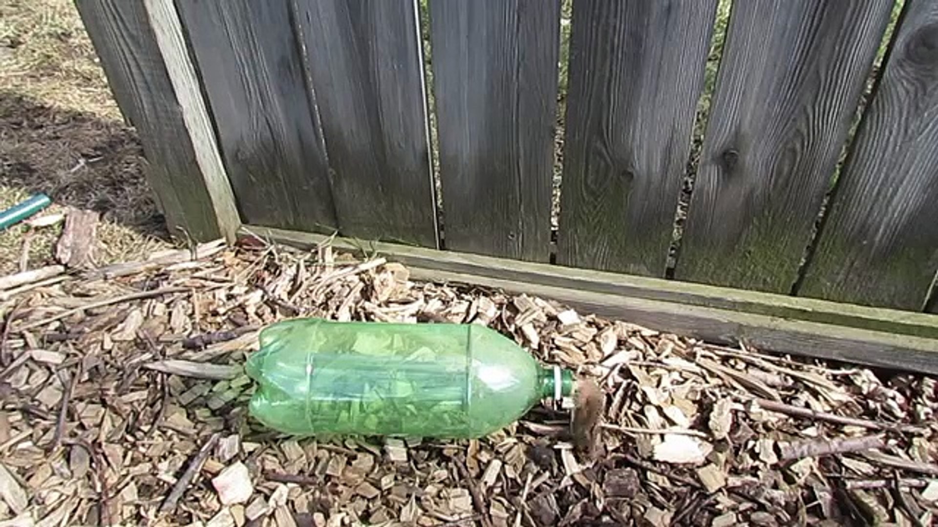 Piège à souris avec une bouteille en plastique - Vidéo Dailymotion