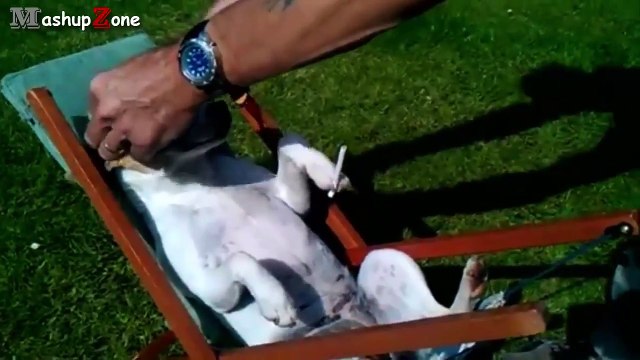 Funny Animals Behaving Like Humans Videos Compilation 2015