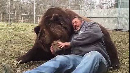 Un très gros nounours joue avec son maitre