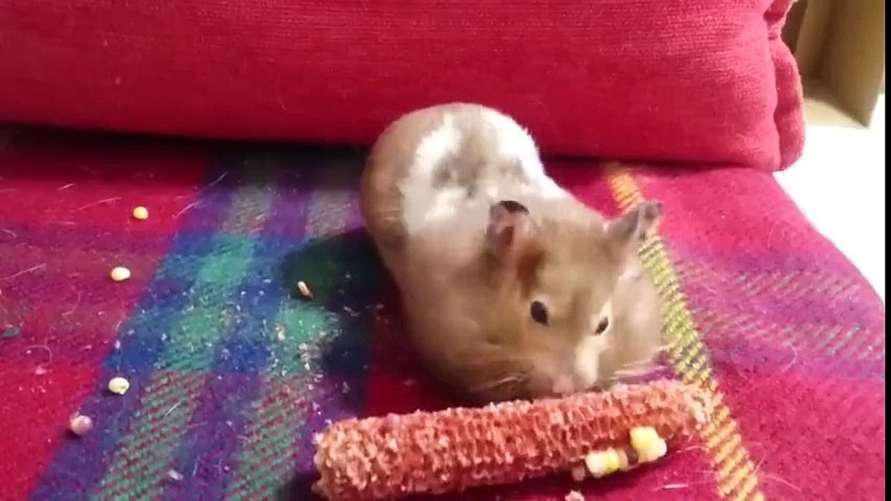 Cat: - "it is a mouse?"