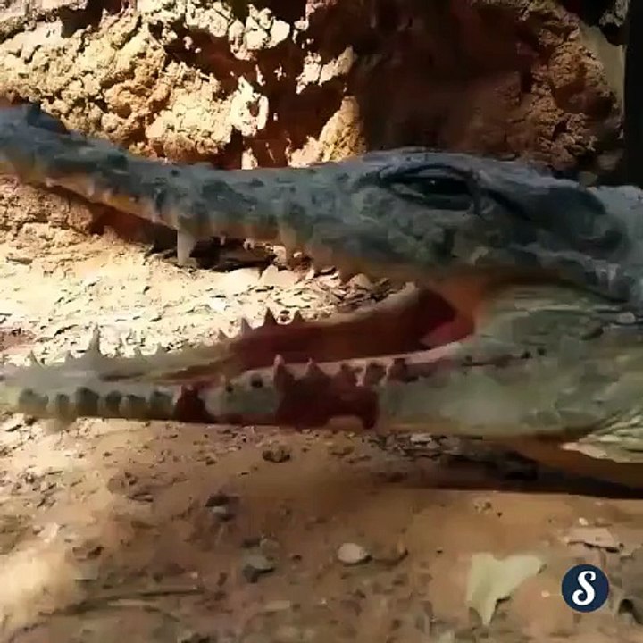 Un oiseau curieux met sa tête au mauvais endroit