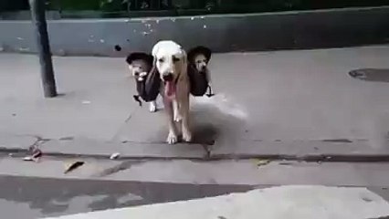 Got to get kids to school