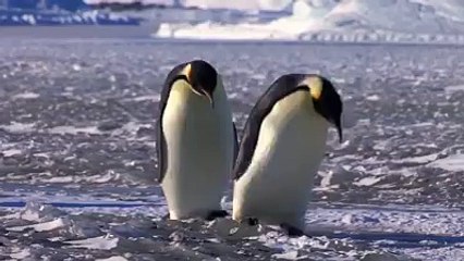Penguins are adorable