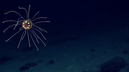 Méduse extraterrestre à 3700 mètres de profondeur