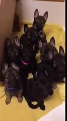 This adorable pack of 7 week old German Shepherd puppies tilting their heads is the cutest thing EVER