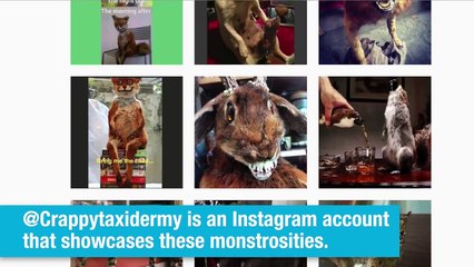 El Pulso | 10 stuffed animals straight from your nightmares | [-T-e-l-e-m-u-n-d-o-]