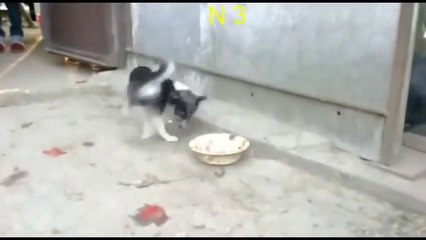 13 chiens complètements stupides hahaha - compilation hilarante