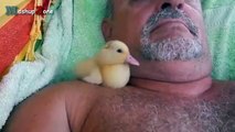 ---Cute Duckling - A Funny Duck Videos Compilation