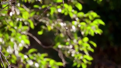 Araña de corteza de darwin