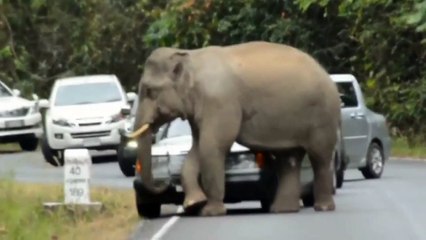 Un éléphant sauvage détruit des voitures en Thaïlande