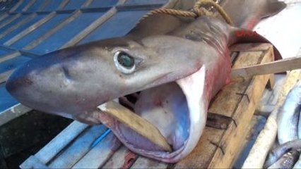 Mersin'de 3 Metrelik Köpek Balığı Yakalandı