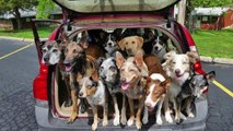 Cops called after Car Spotted with 20 Dogs Inside