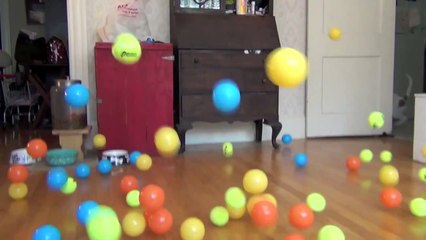 Un chien reçois un magnifique cadeau d'anniversaire