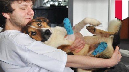 Dog caught in bear trap stays alive for two weeks by eating snow