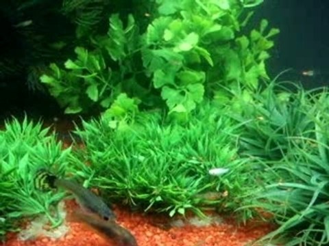 Mon aquarium à l'heure du repas!Les bébés se découvrent!