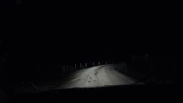 Croiser un kangourou en pleine nuit en Australie