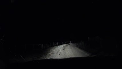 Croiser un kangourou en pleine nuit en Australie