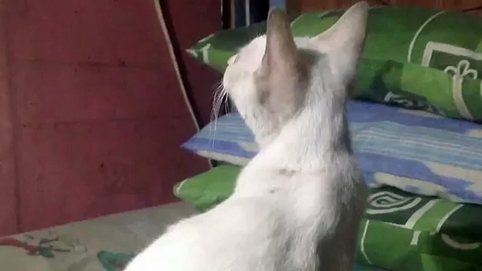 Брачные игры кошек, призывная песня