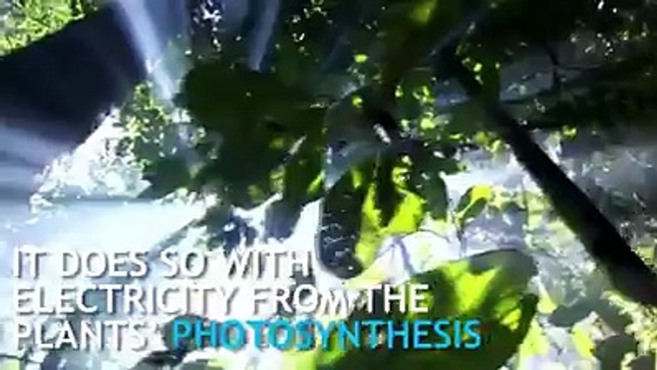 Charge your phone with the power of a Plant