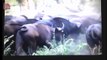 AMAZING Buffalo Attacks and Kills Lion - Crazy animal attack, animal fight (720p)