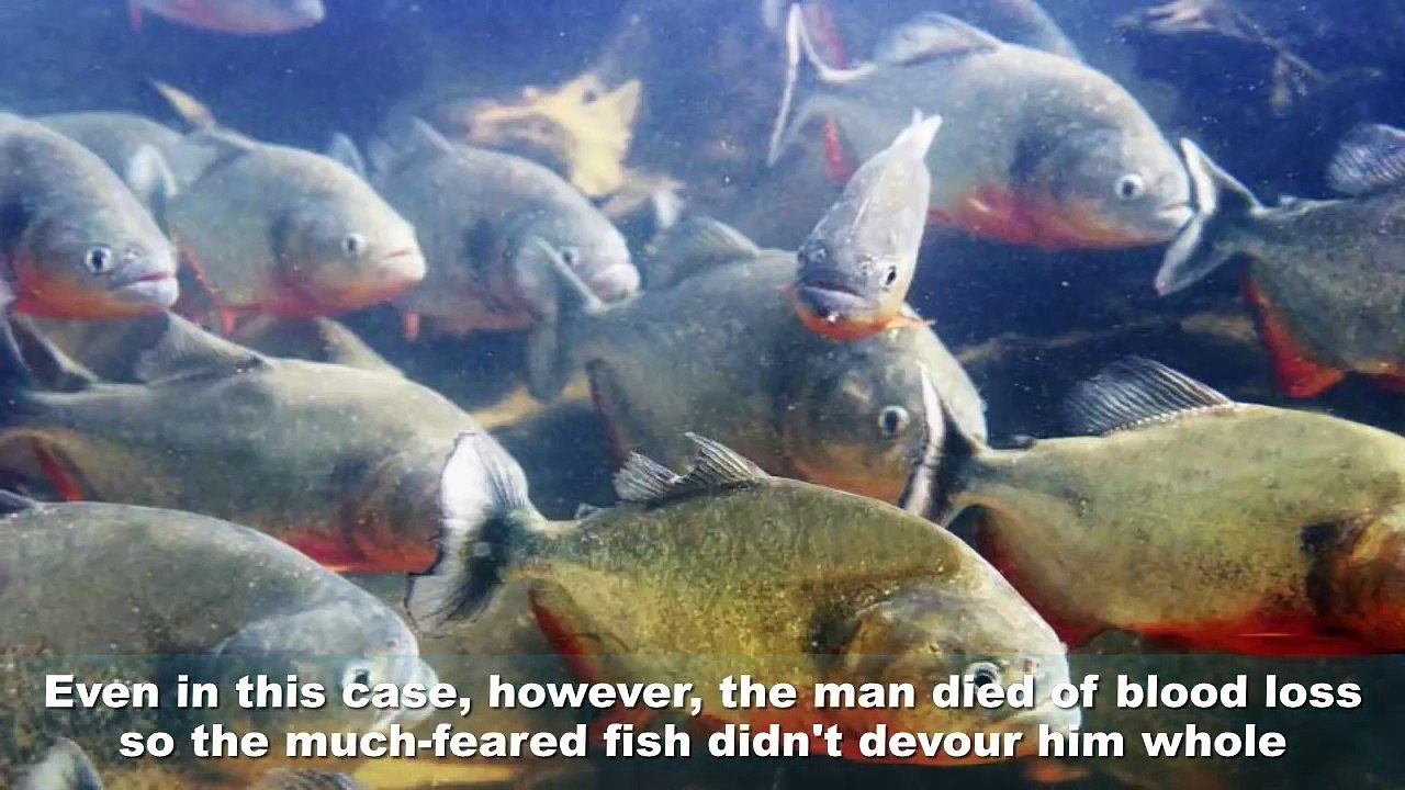 7 Unbelievable Ways To Be Killed By An Animal (720p)