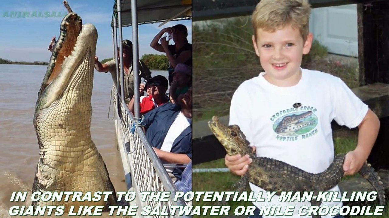 10 CRAZY Facts About Crocodiles (1080p)