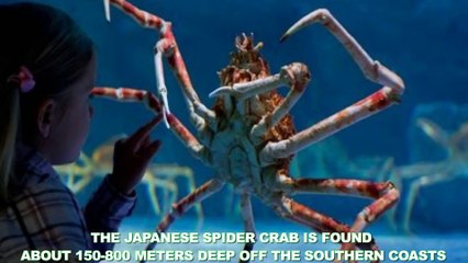 10 Unbelievable Truly Eccentric Organisms (1080p)