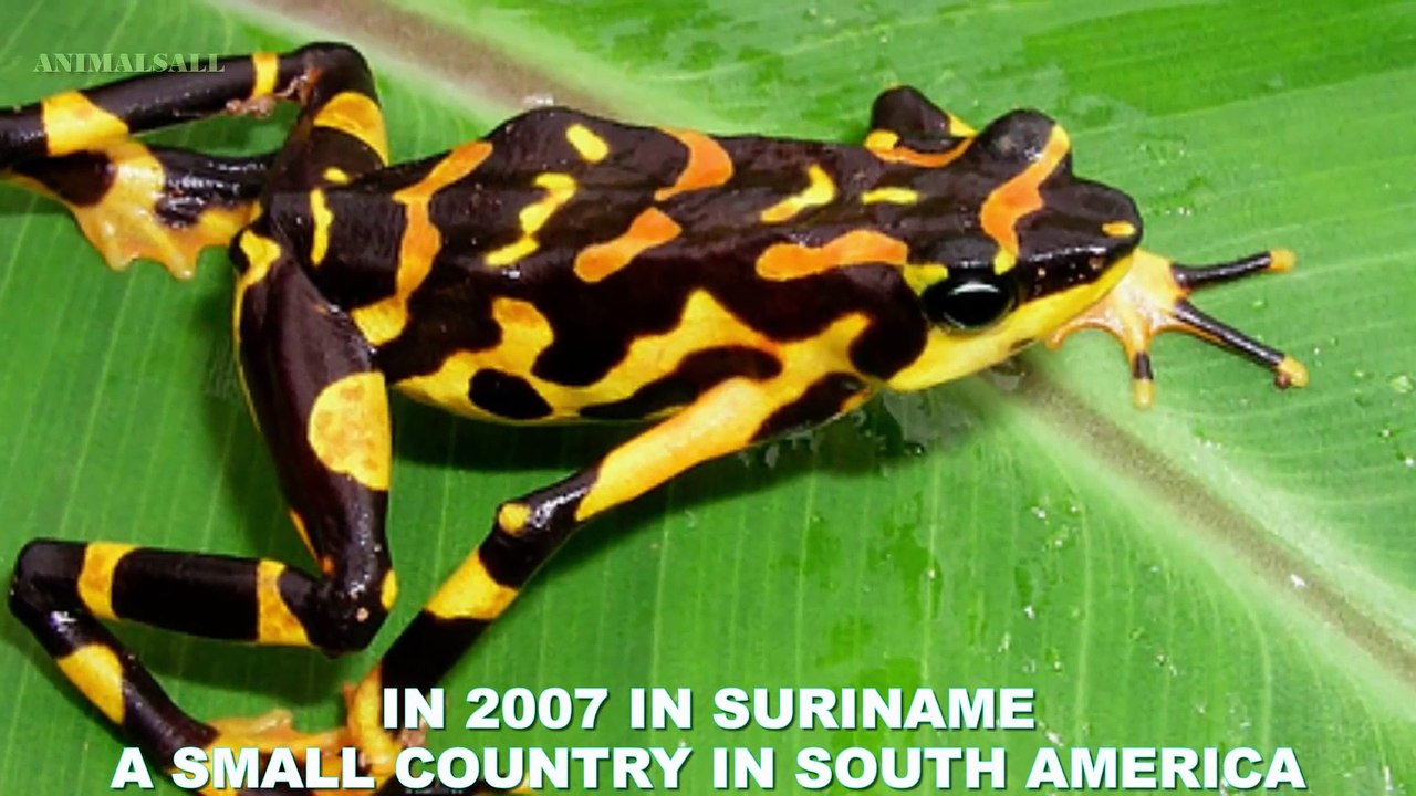 10 Strangest Animals You Won't Believe Exist (1080p)