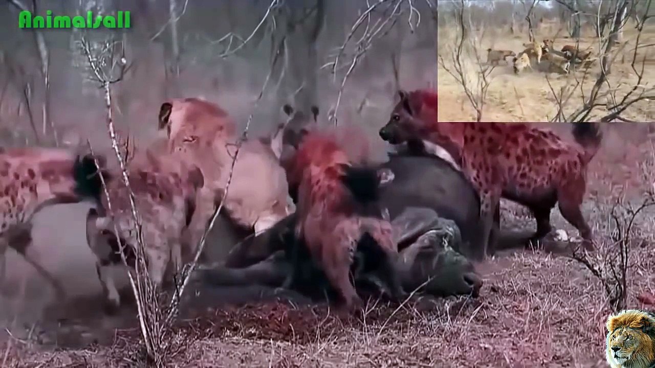 Amazing Animals Fight - Wild Dog vs Hyena, Lion vs Hyenas vs Crocodile - Animal Attack Compilation (720p)