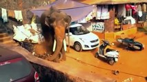 AMAZING Crocodile Attacks Elephant - Elephant vs Crazy Drunk Man, Buffalo, Hippo, Hyenas, Lion (720p)