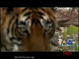 Tiger Sisters Of Telia 26th January 2015 Video Watch Online pt1