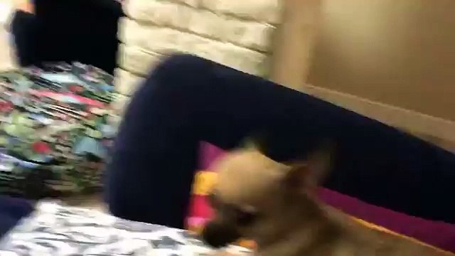 Не дуйте на меня. Собаке не нравится!