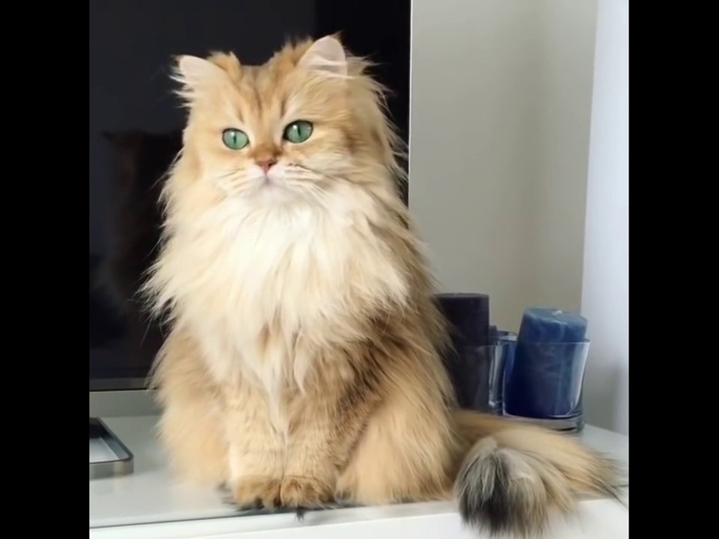 Smoothie Le Chat Le Plus Photogenique Video Dailymotion