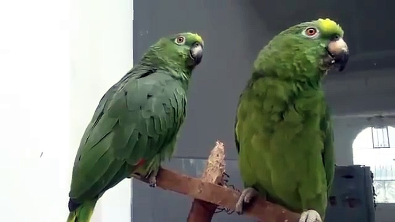 Умереть - не встать! Попугаи поют дуэтом.