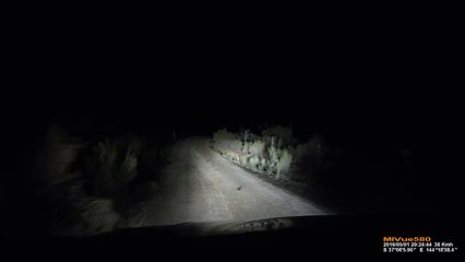 Un kangourou attaque une voiture