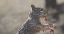 Incroyable, un écureuil mange une souris