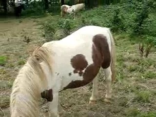 la vie des poneys en enclos
