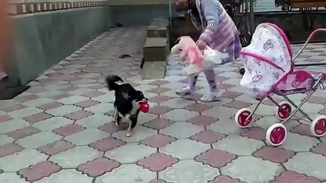 Собака обижает малыша, забрала игрушку