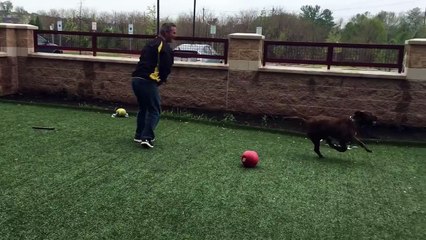 Cet adorable chien a eu une vie tourmentée ! Découvrez son histoire ! 2