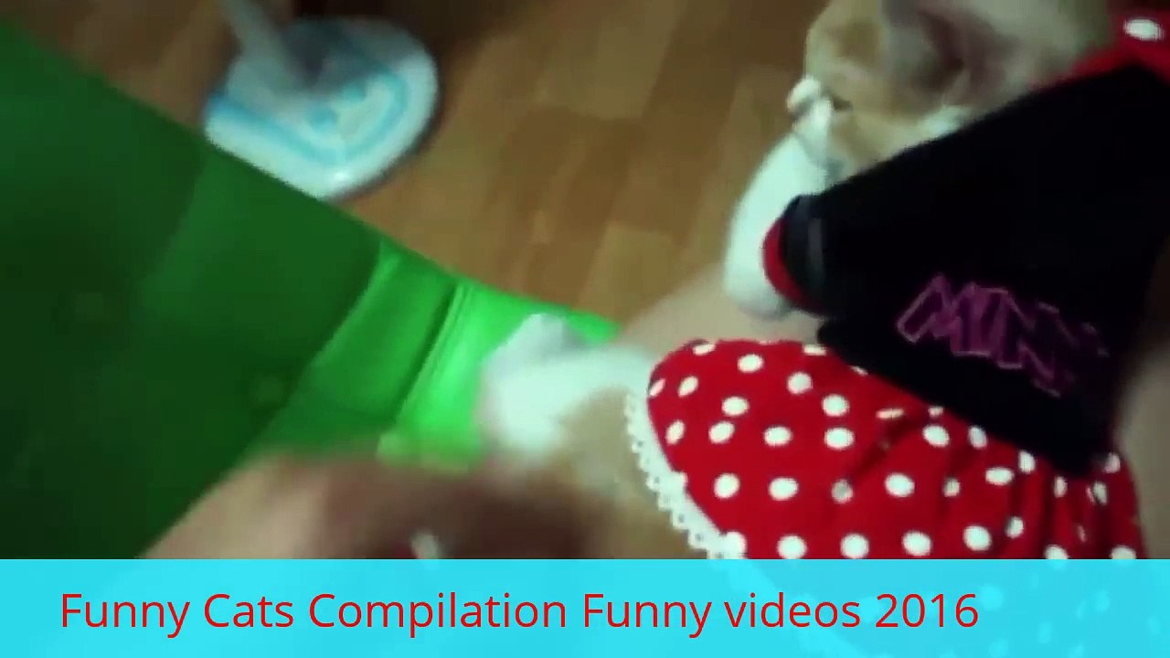 Funny Cats Compilation Funny videos 2016