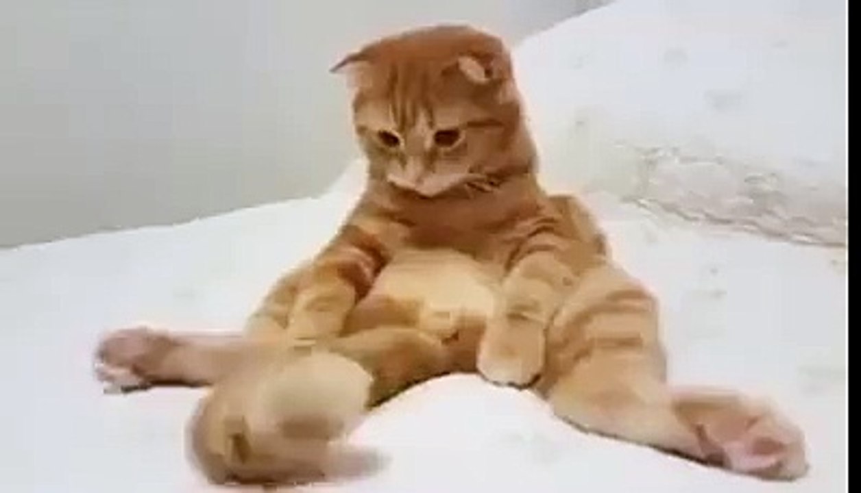 Un chat très drôle :D