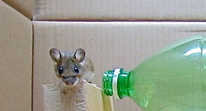 Tutoriel pour créer un piège à souris avec une bouteille en plastique