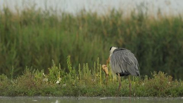 Heron et poisson chat