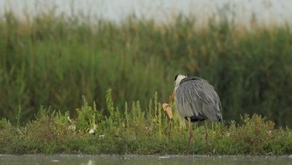 Heron et poisson chat