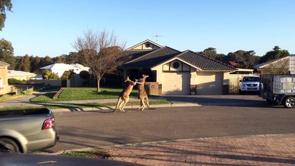 Wild kangaroo street fight Aussie style