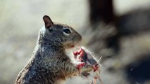 Incroyable, un écureuil mange une souris