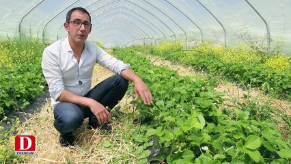 Gers : Les fraises bios sont arrivées !