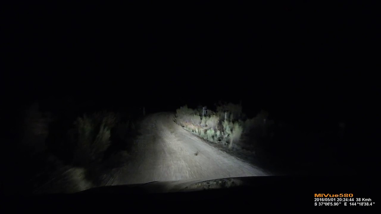 Canguro ataca a coche