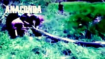 ANACONDA attacks human - Shark Attacks Human Caught on Camera