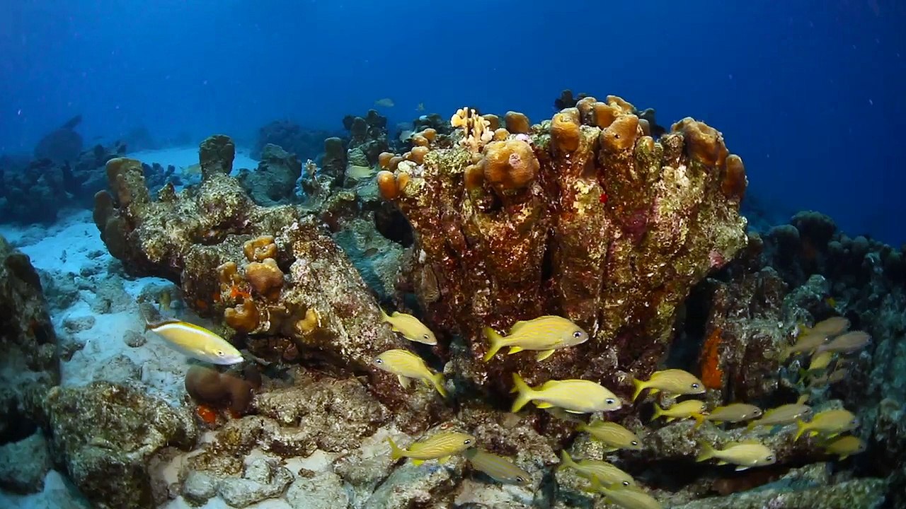 Become a Certified Scuba Diver with NAUI